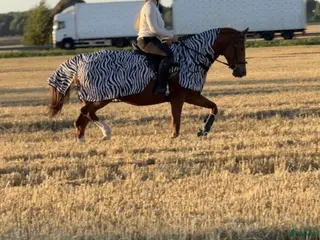 hästar Intressekoll - Annons 1