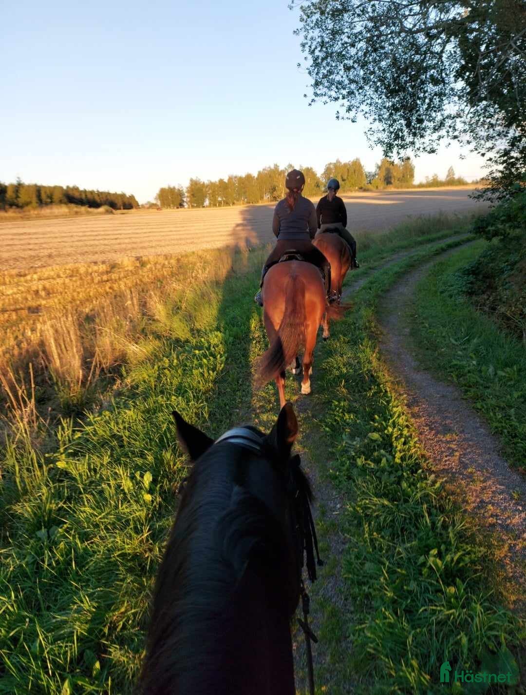  stallplats finnes: Lediga stallplatser Hollstad i Norrköping - Bild 10