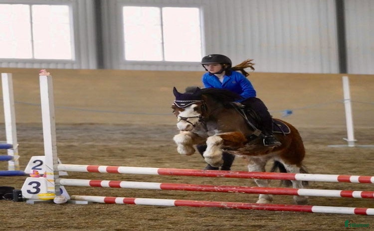  hästar i Åre - Annons 7