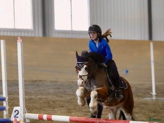 hästar Liten stjärna som fångar blickar till hoppning! i Åre - Annons 12