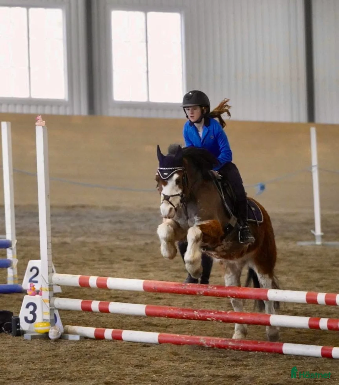 Allround hästar till salu: Liten stjärna som fångar blickar till hoppning! i Åre - Annons 1