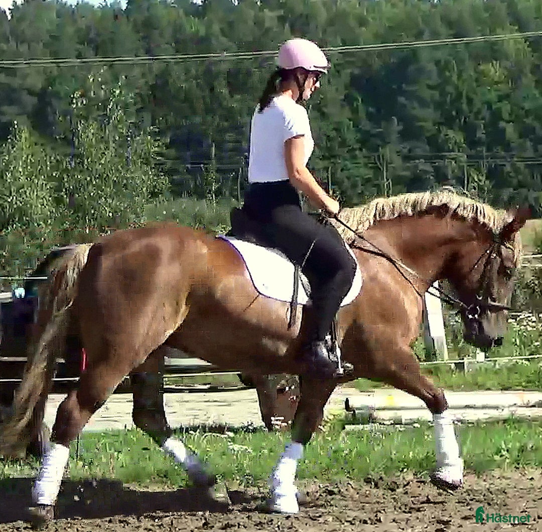 Allround hästar till salu: The best Mother & Daughter horse, dressage/jumping i Örsundsbro - Annons 11