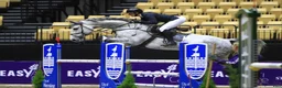 Hoppning hästar till salu: Fantastisk hest med godt mind set - Annons 4