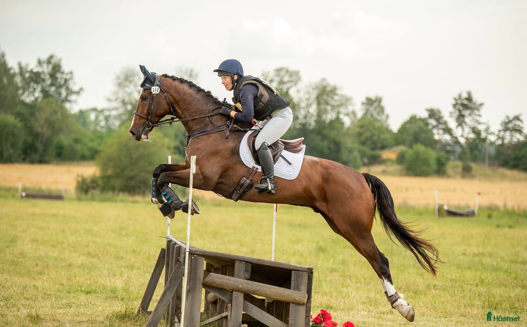 Hoppning hästar till salu: Hopp/fälttävlansämne för större klasser! i Alunda - Annons 2