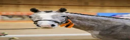 Hoppning hästar till salu: Lovande 3-årigt SWB sto - dräktigt med Harley EK - Annons 2