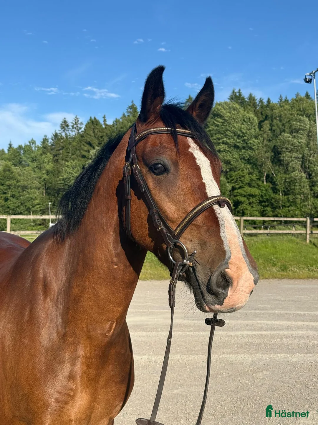 Allround hästar till salu: Lättriden tävlingsponny🌟 - Annons 2