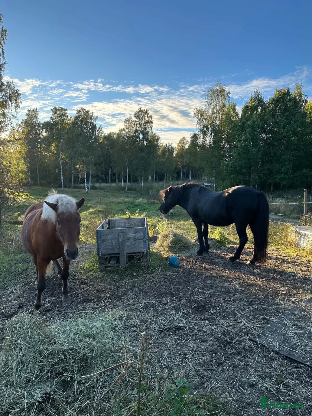 Island hästar till salu: Intressekoll två familjehästar - Annons 2