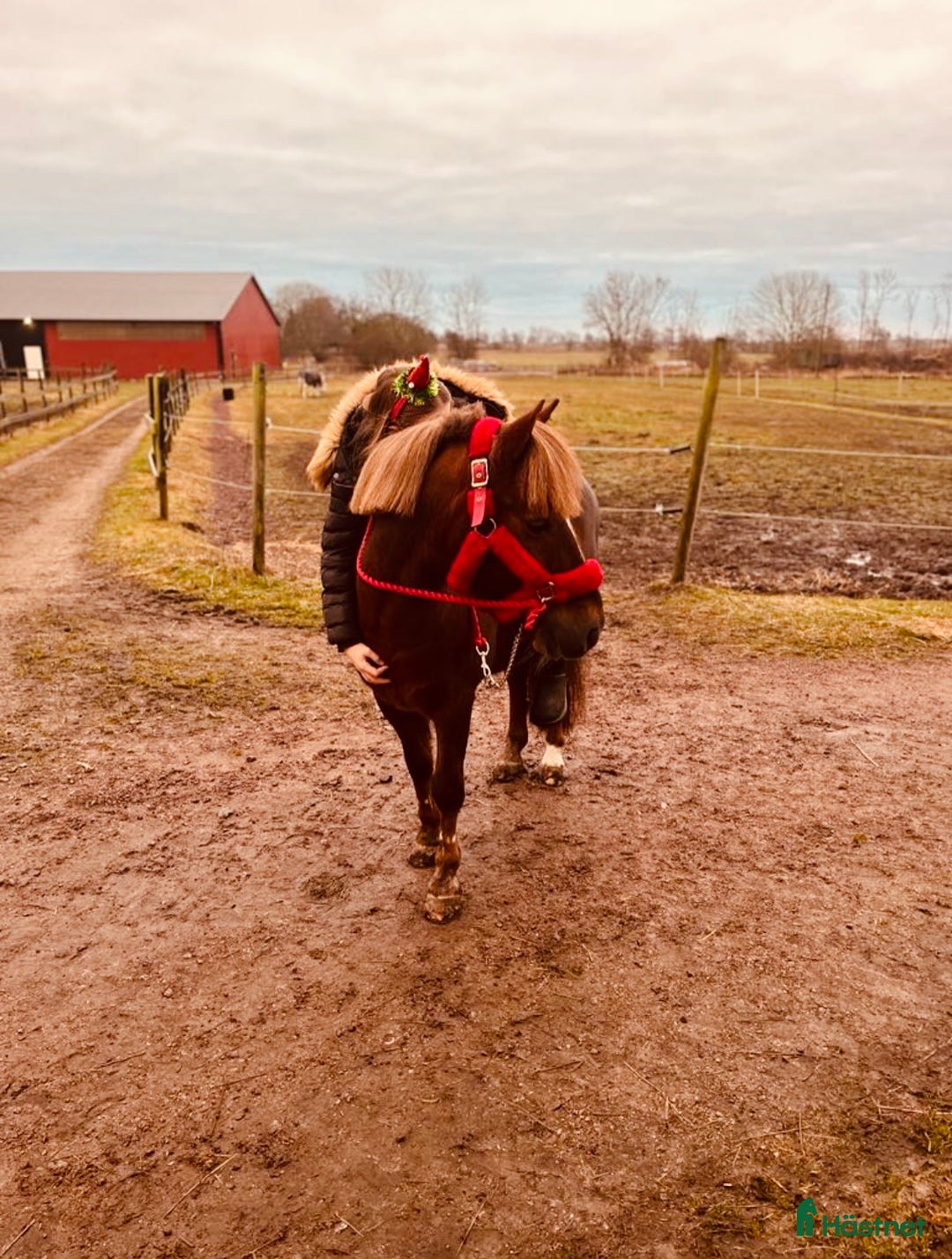 Hoppning hästar till salu: One in A million ponny🌟 i Färjestaden - Annons 6