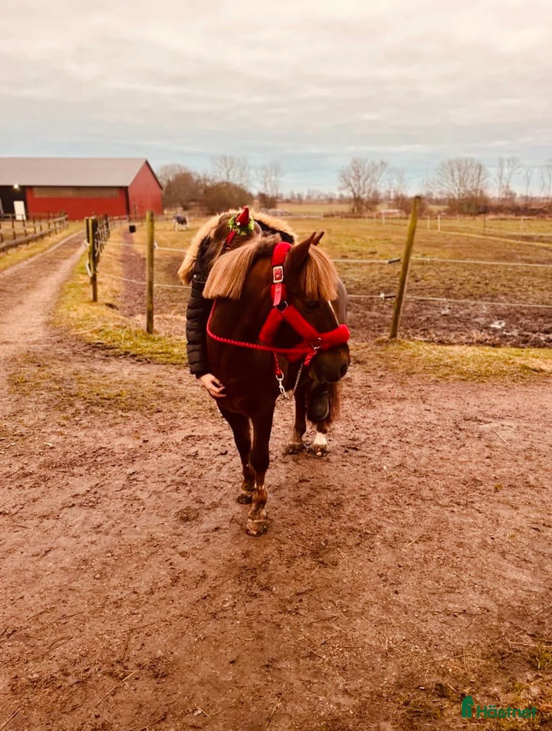 Hoppning hästar till salu: One in A million ponny🌟 i Färjestaden - Annons 6