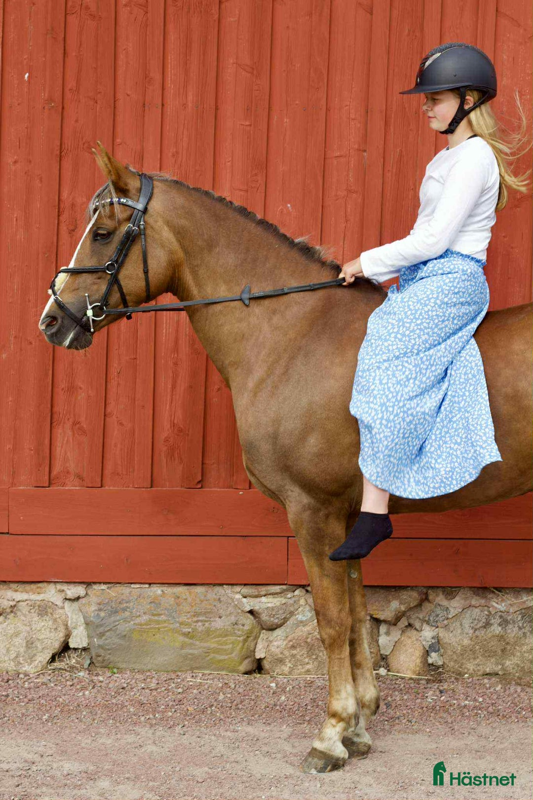 Allround hästar till salu: Framtids ponny för sporten  i Hörby - Annons 9