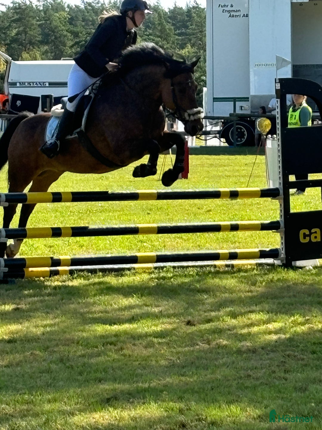 Allround hästar till salu: Bästa allroundponnyn/bästa kompisen  i Mörrum - Annons 9