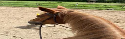  foderhäst finnes: 🐴 FODERVÄRD SÖKES NOVEMBER–MAJ 🐴 i Ljungbyhed - Annons 1