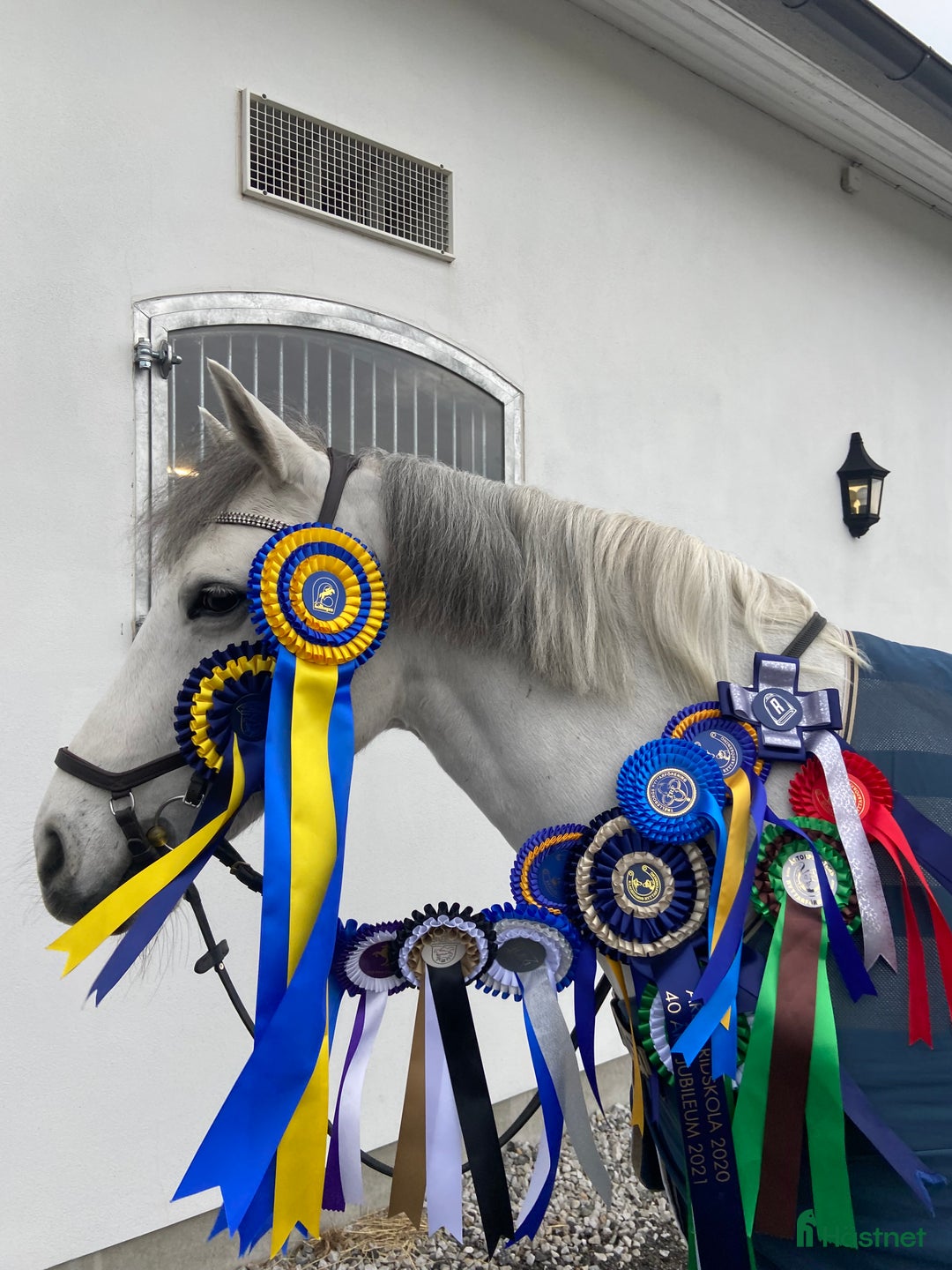 Allround hästar till salu: 🌟 Underbar D-ponny till salu – 12 år, valack,  🌟 i Höllviken - Annons 2