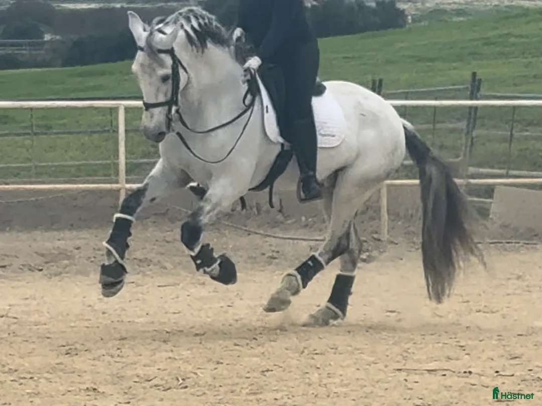 Dressyr hästar till salu: Välutbildad lusitano - Annons 7