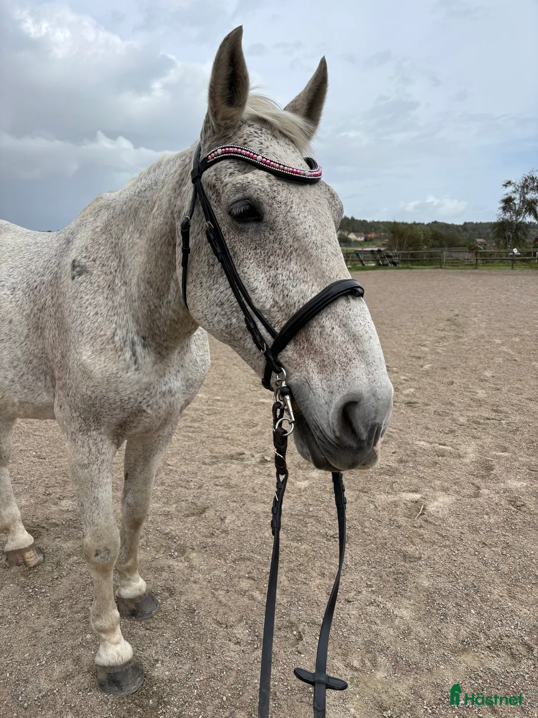  foderhäst finnes: Trevligt äldre halvblod på foder i Mölndal - Annons 7