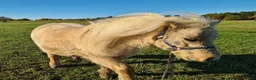 Allround hästar till salu: Fint Minishetlands sto - Annons 5