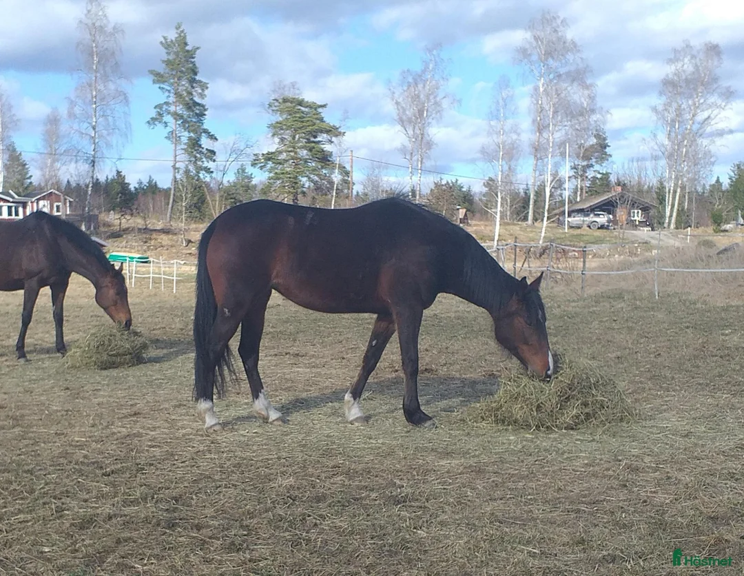 Allround hästar till salu: Trevligt sto 6 år - Annons 2