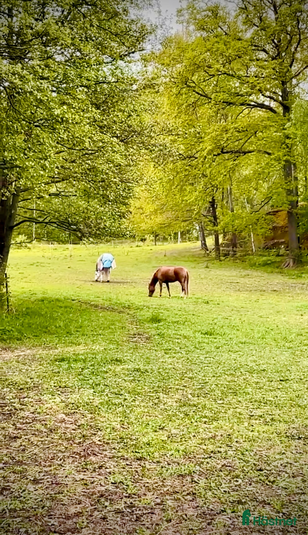  stallplats finnes: Ledig stallplats i Huddinge i Huddinge - Annons 2