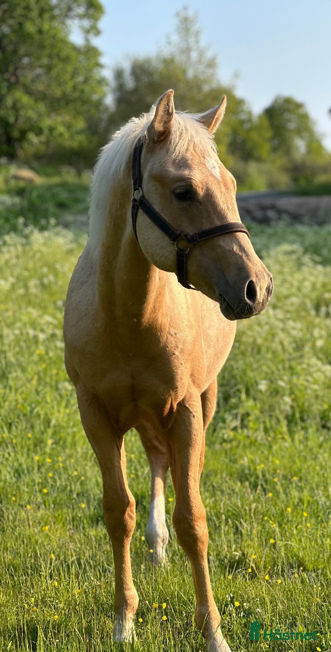 Western hästar till salu: Drömhästen  i Bredared - Annons 6