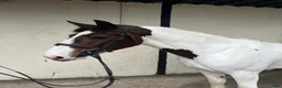 Hoppning hästar till salu: Attyrory Horses  - Annons 2