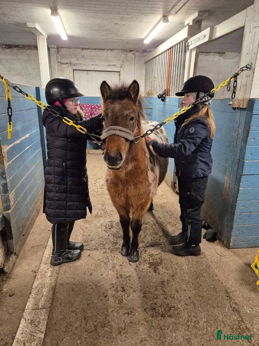 Allround hästar till salu: Sällskap, ponnyridning, körning!? i Karlstad - Annons 2