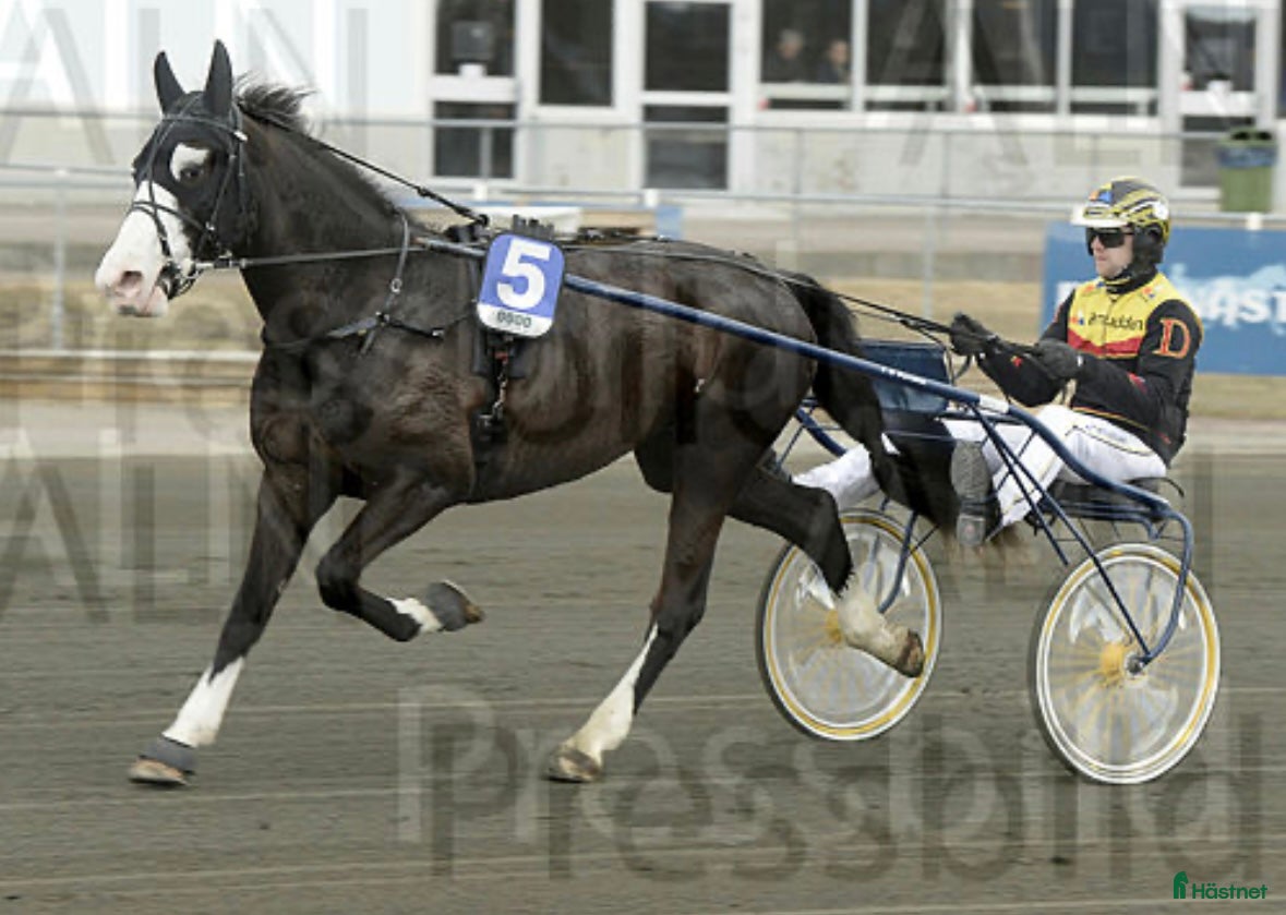  hästar Sto för avel - Annons 14