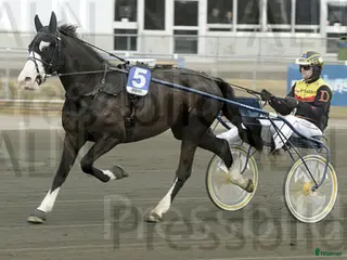 hästar Sto för avel - Annons 14