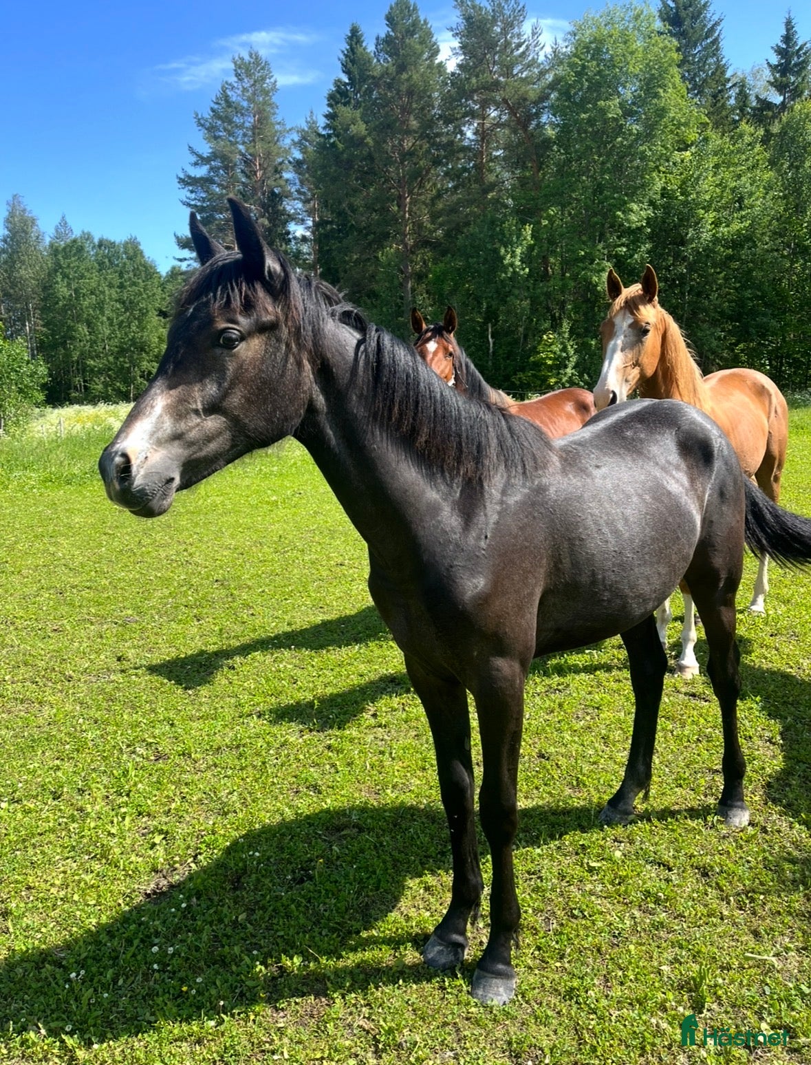  hästar Personligt sto med utstrålning  - Annons 16