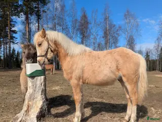 hästar Vacke Kille - ev byte mot shetland. ! - Annons 2