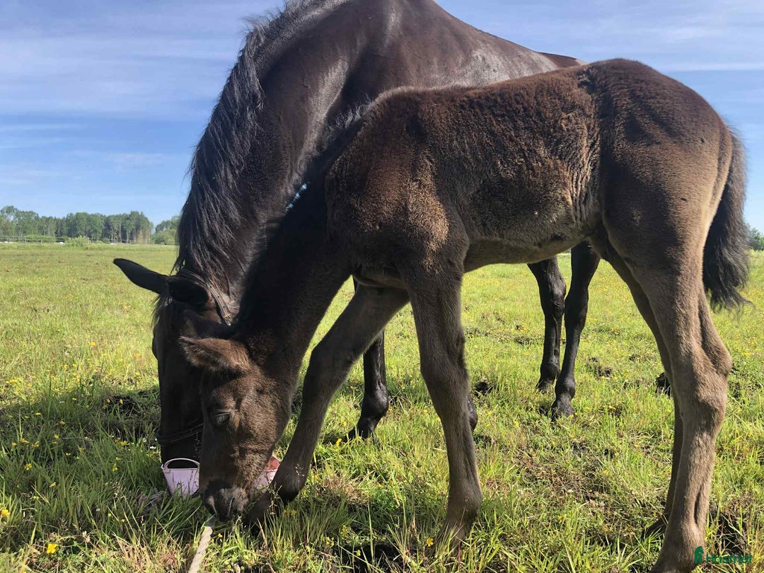 Allround hästar till salu: Hingstföl efter Serious (Svart) i Österbybruk - Bild 4