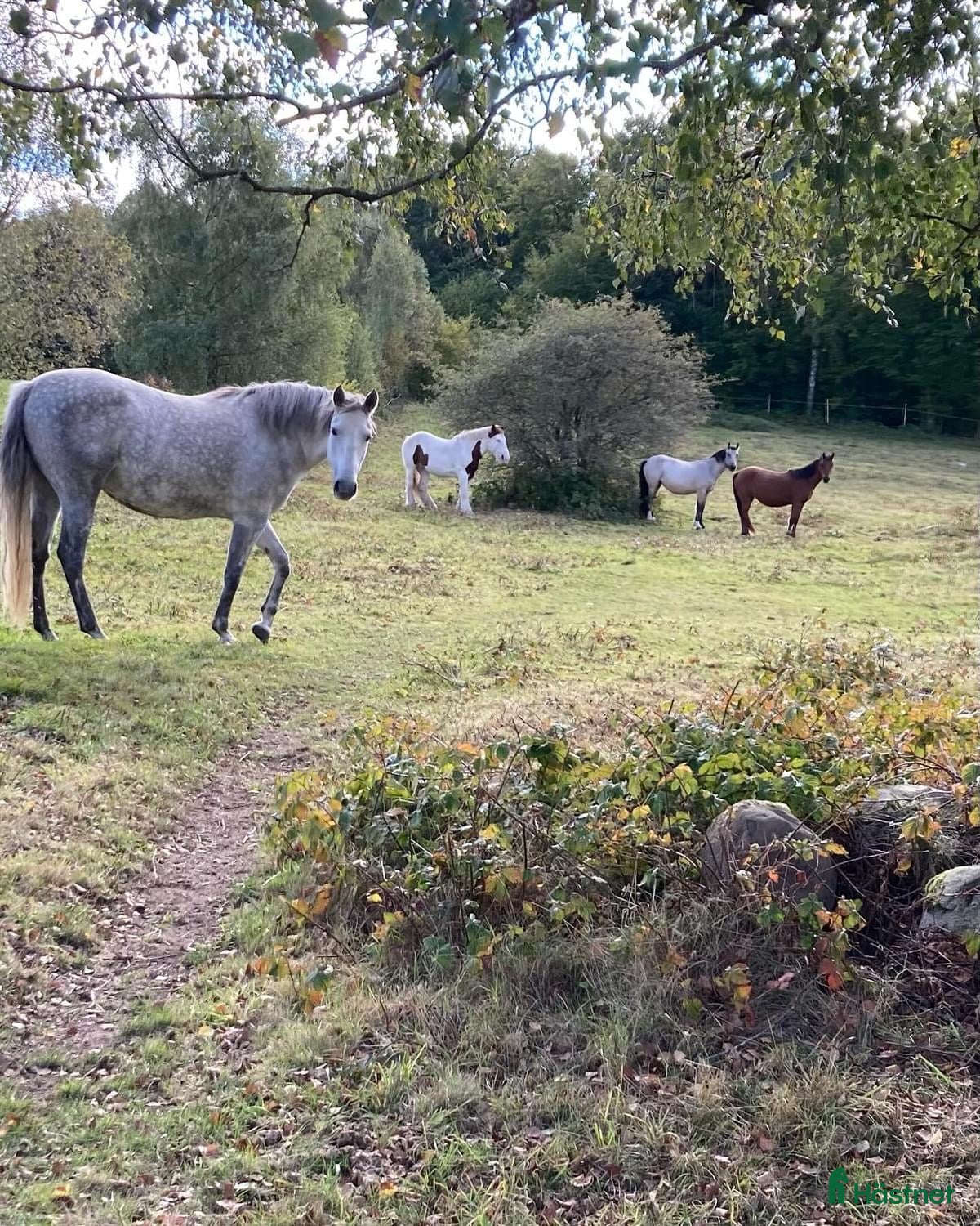 stallplats finnes: Sommarbete i Kågeröd - Annons 1