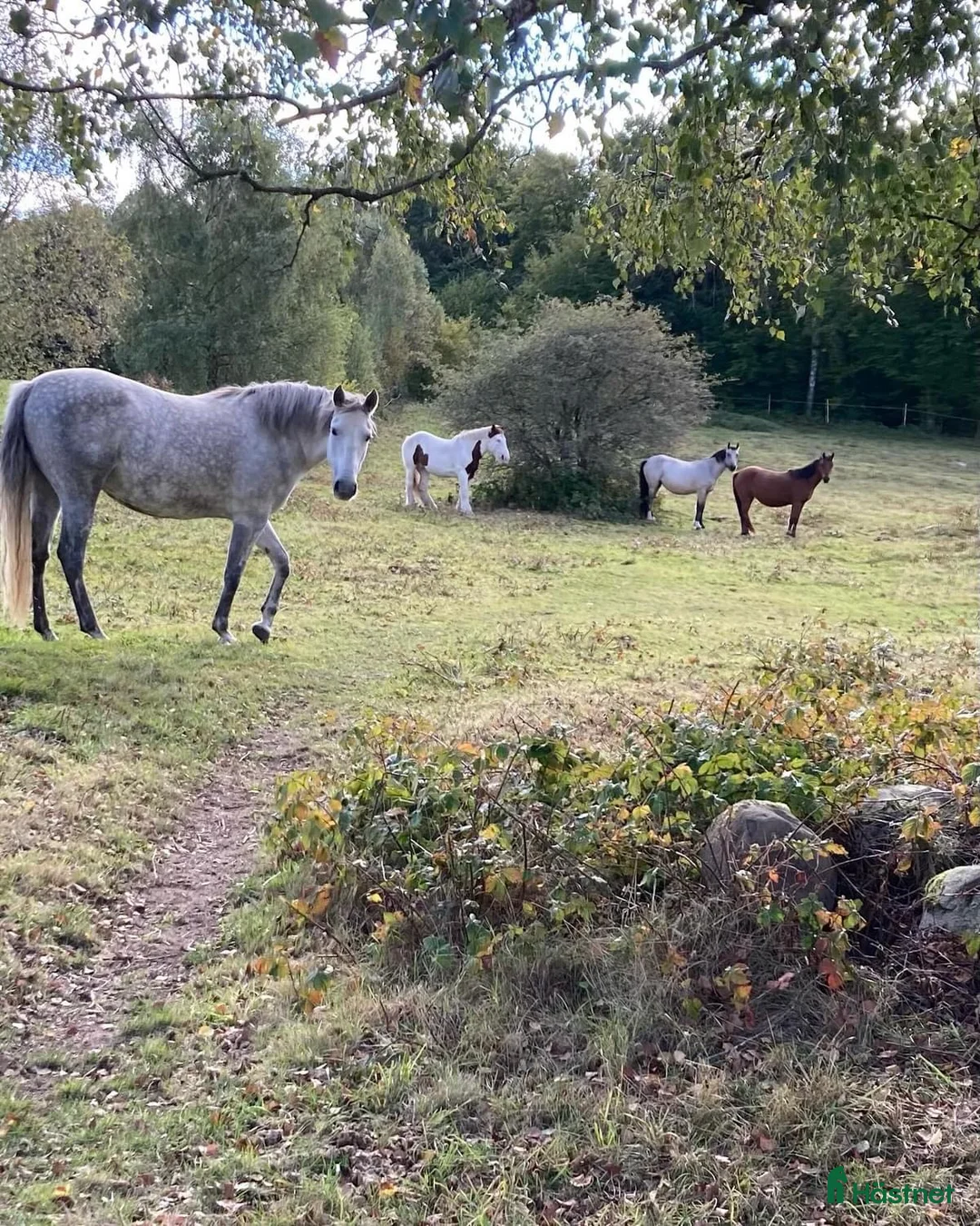  stallplats finnes: Sommarbete i Kågeröd - Annons 1