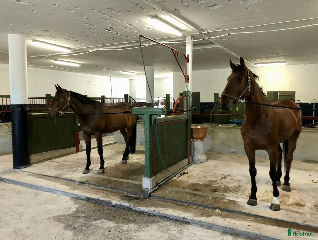  stallplats finnes: Fint privatstall Söderköping/Norrköping  i Norrköping - Annons 2