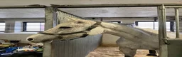  medryttarhäst finnes: Medryttare/ delfodervärd sökes Uppsala/Knivsta - Annons 1