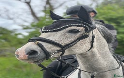 Hoppning hästar till salu: En ponny för dem stora klasserna! i Knivsta - Annons 1