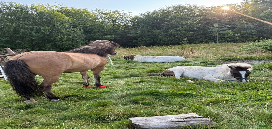 Galleribild {{count}}