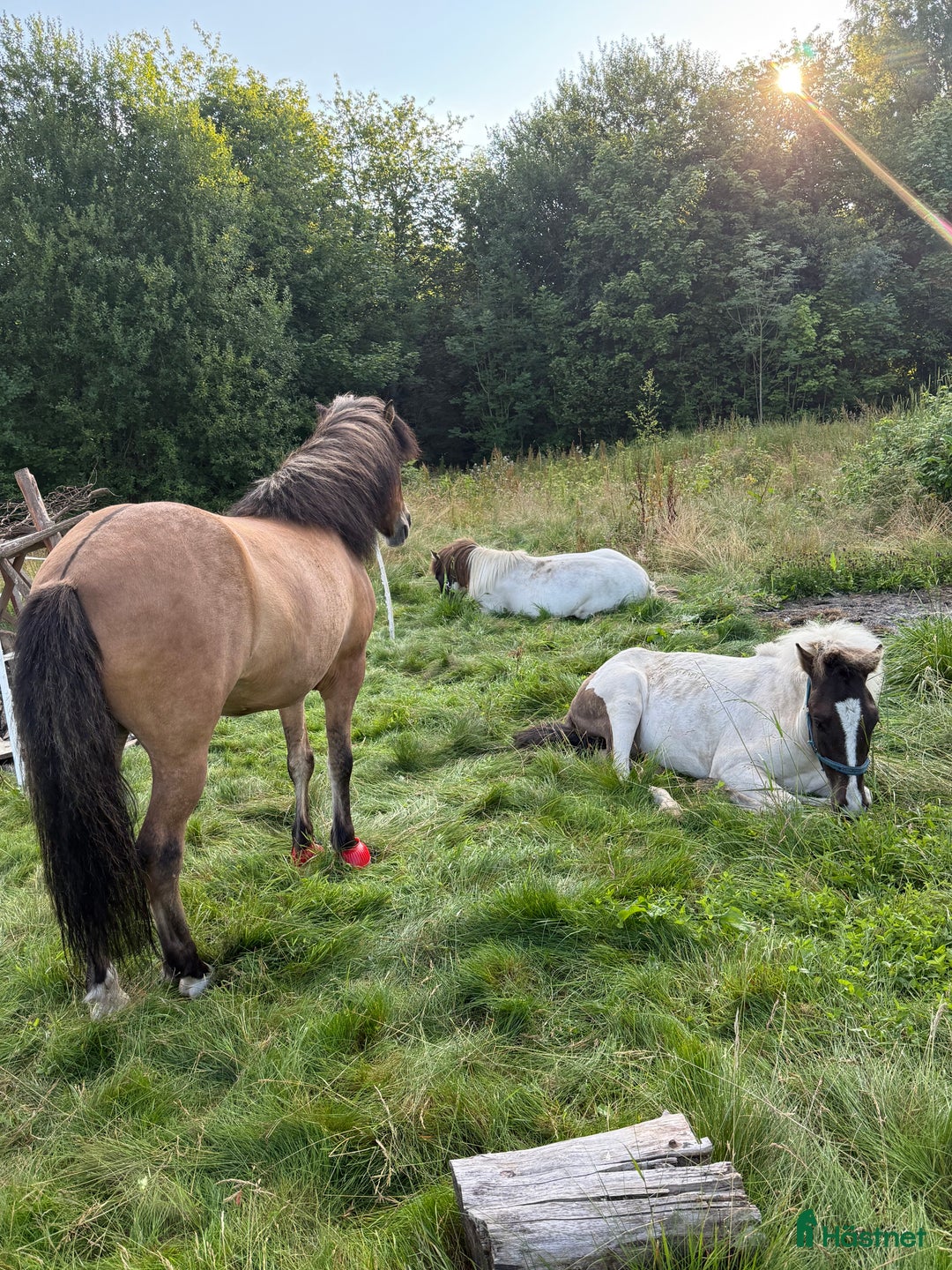 Galleribild {{count}}