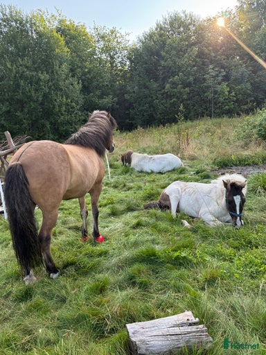 Galleribild {{count}}