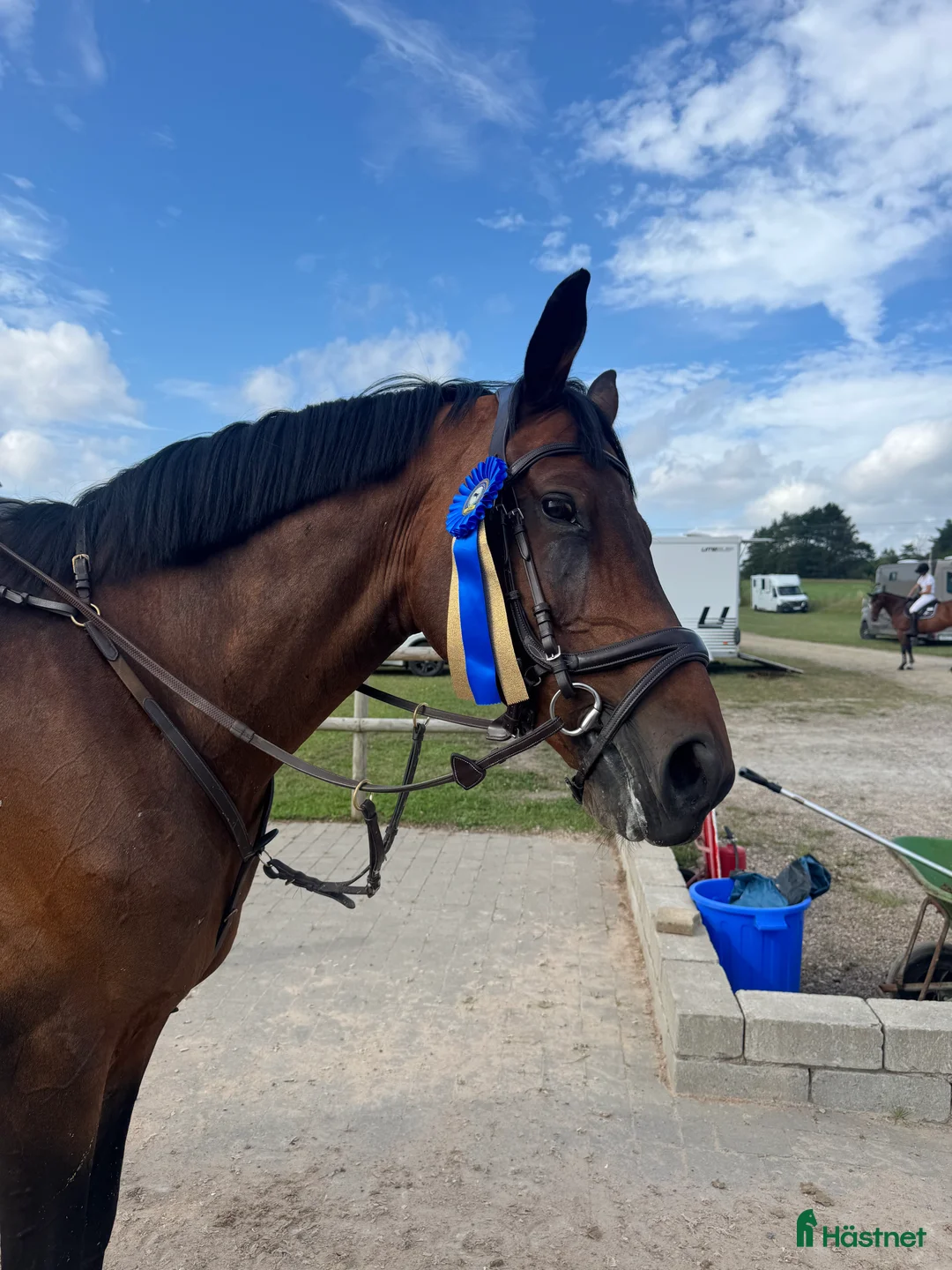 Allround hästar till salu: Lyxig Allround häst - Annons 1