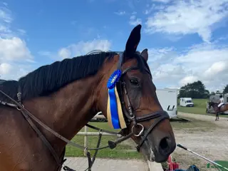 hästar Lyxig Allround häst - Annons 1