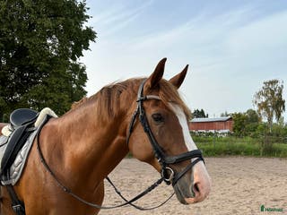 hästar Härlig Snygg Valack Säljes! - Annons 14