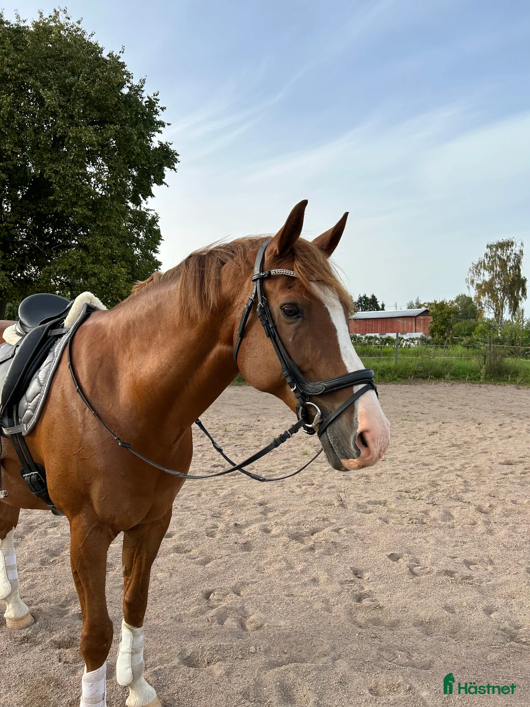 Dressyr hästar till salu: Härlig Snygg Valack Säljes! - Annons 1