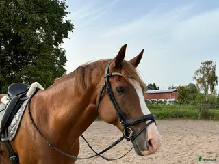 hästar Härlig Snygg Valack Säljes! - Annons 5