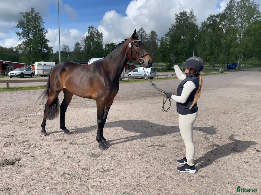 Allround hästar till salu: Trevligt allround sto för framtiden 🐴 i Skövde - Annons 7