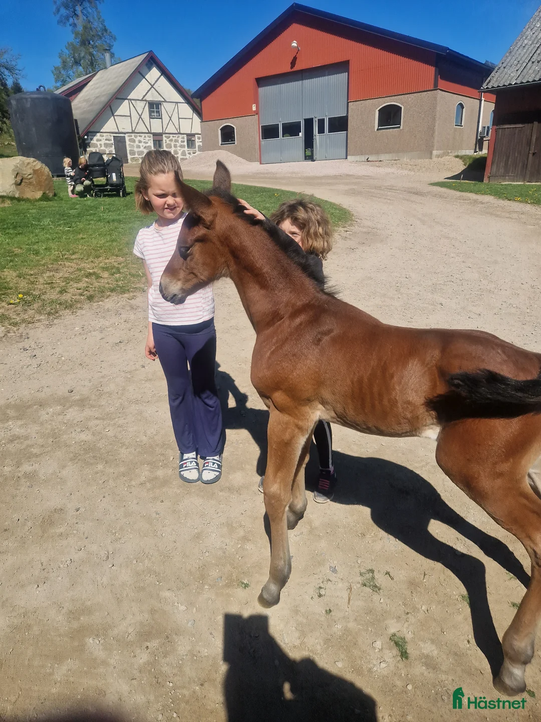 Hoppning hästar till salu: Stor massiv hingst  - Annons 2