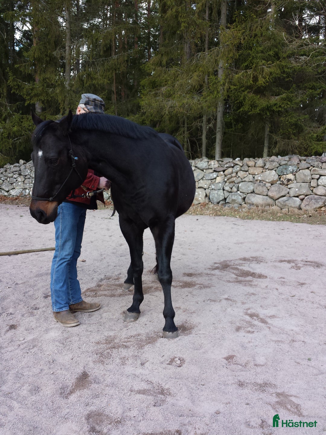 Western hästar till salu: Avelssto söker ett bra hem, e champion, USA import i Långasjö - Bild 4