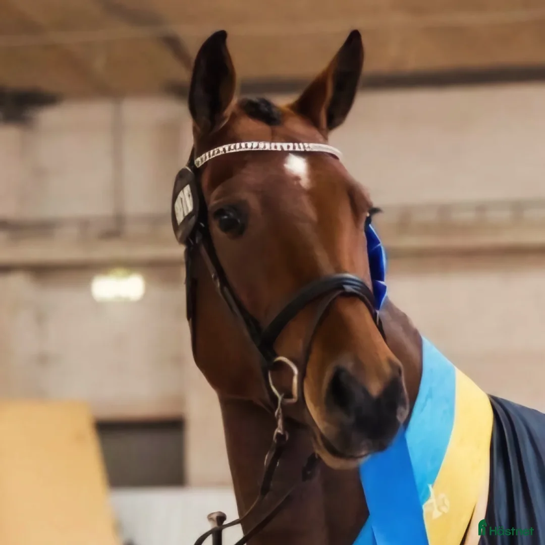 Hoppning hästar till salu: Mycket lovande 4-åring e Emerald  - Annons 2
