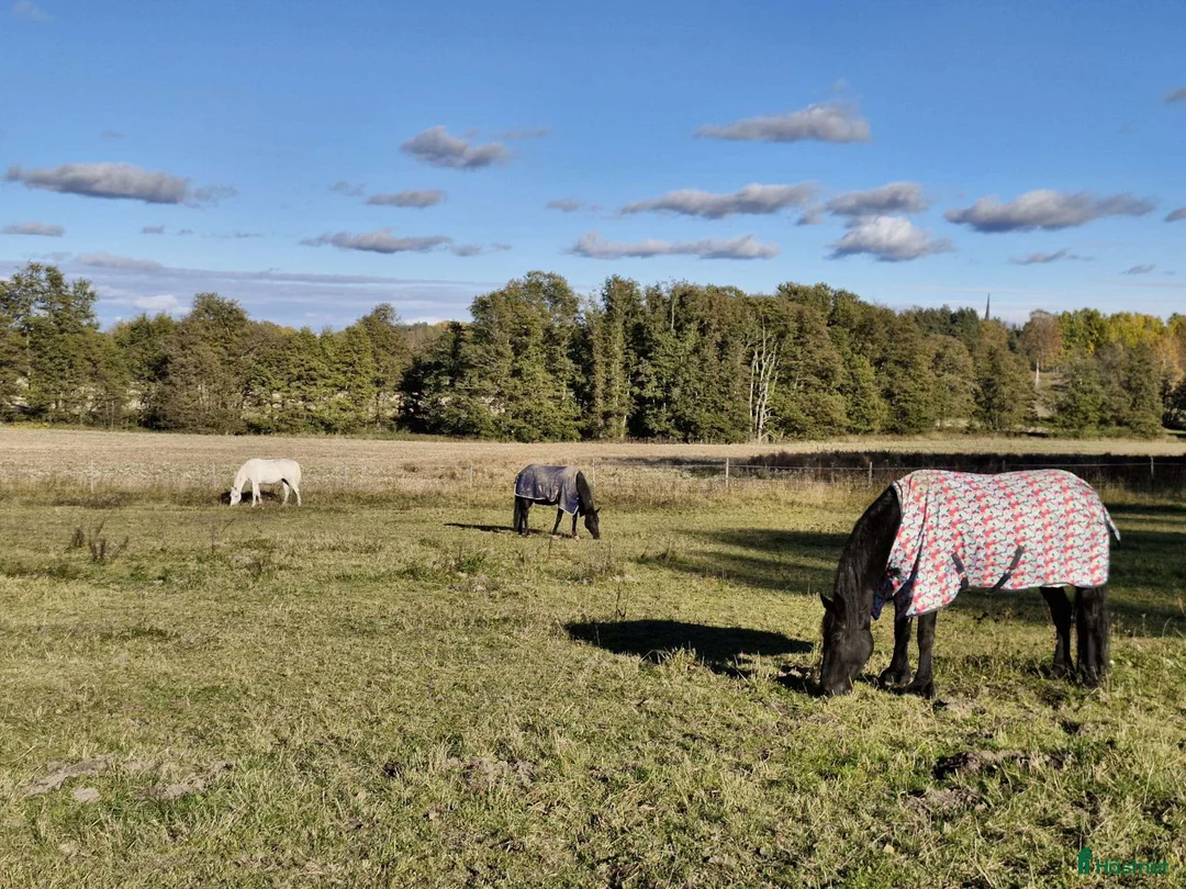  stallplats finnes: Boxplats i Österhaninge  - Annons 4