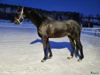 hästar Unghäst med fint lynne - Annons 2