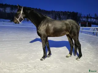hästar Unghäst med fint lynne - Annons 3